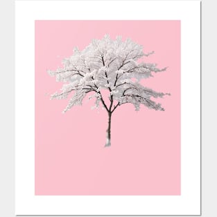 White Cherry Tree Posters and Art